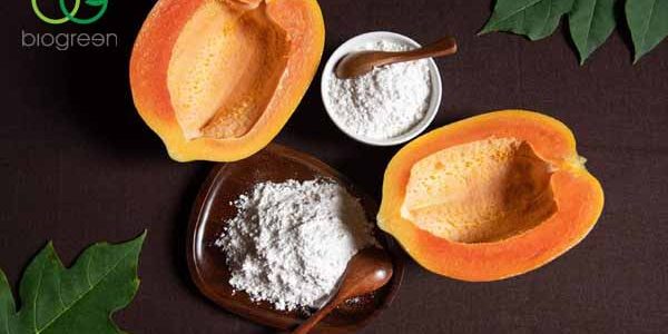 Enzyme Papain được sản xuất và chiết xuất thế nào?