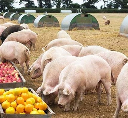 Chăn nuôi hữu cơ: Giải pháp bền vững