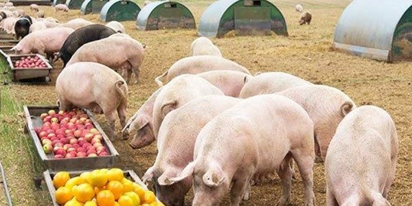 Chăn nuôi hữu cơ: Giải pháp bền vững