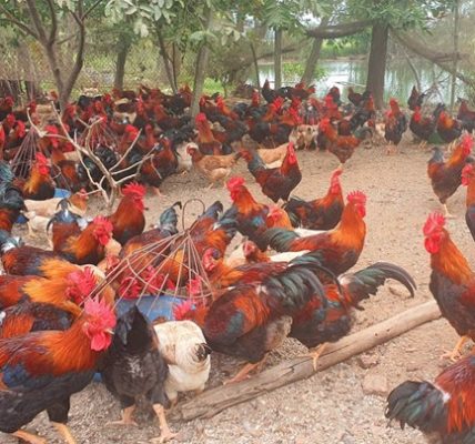 Hướng đi hiệu quả cho nông hộ: Chăn nuôi gà ta thả vườn