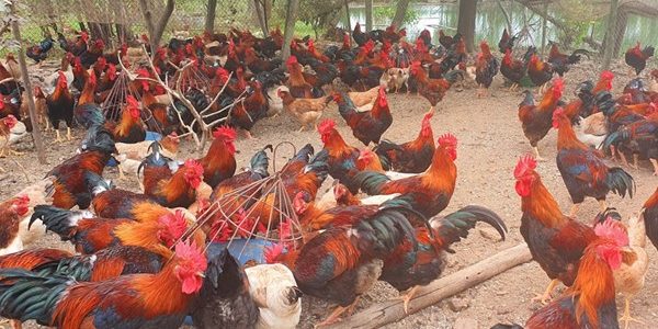 Hướng đi hiệu quả cho nông hộ: Chăn nuôi gà ta thả vườn